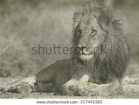Sketch portrait young lion in Kruger park of South Africa