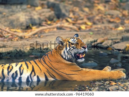 Bengal tiger rest in small pond