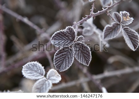 ice leaves on a winter morning in Soria, Spain