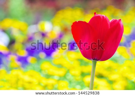 A red tulip flower with colorful flower garden