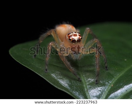 Cute eyes of Jumping Spider