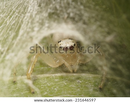 Jumping Spider Mom in her net