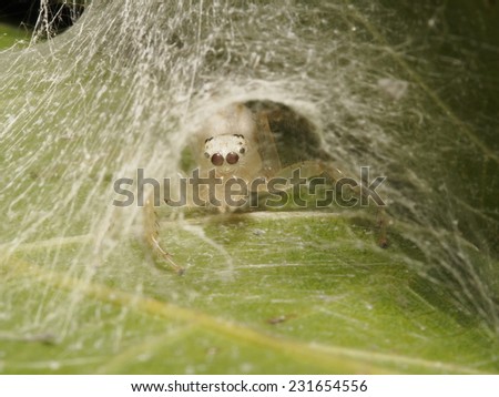 Mom Jumping Spider in it\'s net