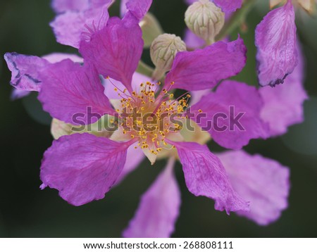 Pride of India Flower-Queen\'s Flower