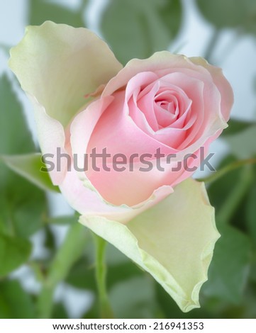 Pink rose bud with green stems and leaves in the garden