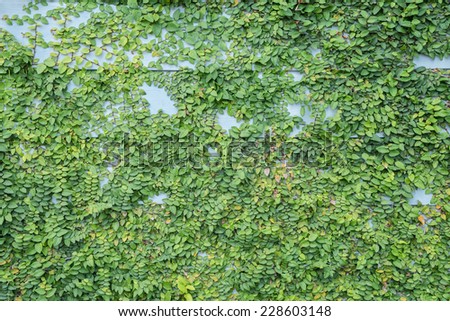 Green Leaf of Climber Plant on wooden wall, Background textured