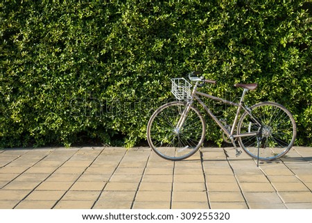 Vintage Bike on Sidewalk with Green Leaves Backdrop, Sport or Recreation concept