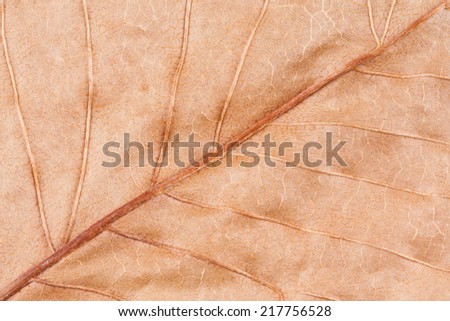 Dry Autumn Leaf Macro - A macro image of an old dry leaf. The beautiful patterns of the veins are visible in this pressed leaf.