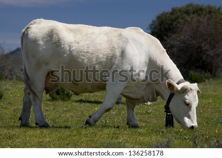 White cow. Side view of a white cow grazing in a meadow.