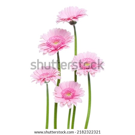 Image, Stock Photo Group of pink Gerbera flowers at white background.