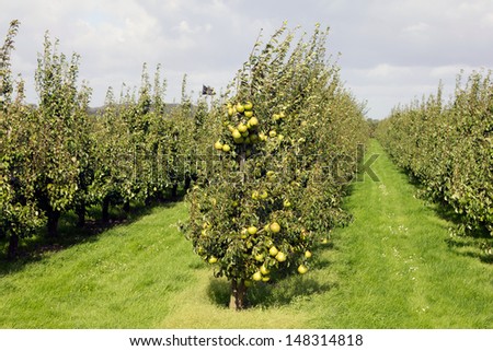 Pear orchard. Fruit growing area De Betuwe, Gelderland, The Netherlands.