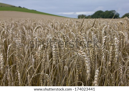 Wheat field in summer near Wilmington, East Sussex. England, UK.