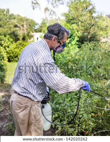 Man in face mask and gloves spraying insecticide on his tomato plants during a bad insect pest infestation.