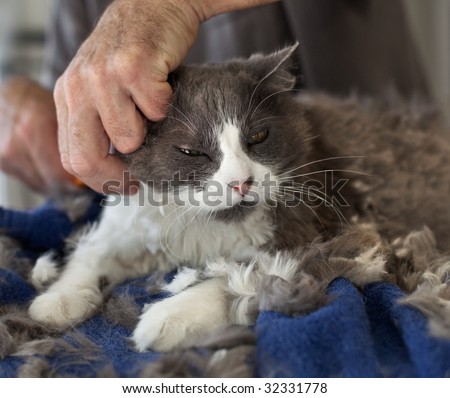 Man giving a Persian cat a haircut. Selective focus on the cat's face.