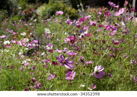 Sunny and buzzing with life, a beautiful field of colorful Cosmos flowers in the hot summer sun. Good background nature shot.