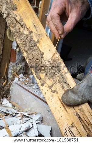 Closeup of man\'s hand pointing out termite damage and a live termite.