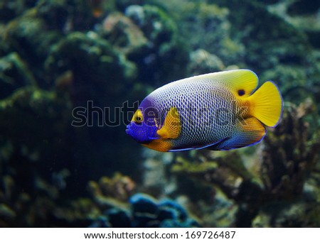 Tropical fish in ZOO of Budapest