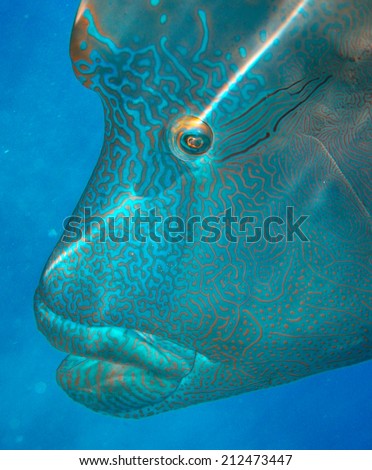Colorful Napoleon Wrasse - Queensland Coral Reef Fish.