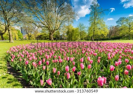Tulips meadow in a city park.