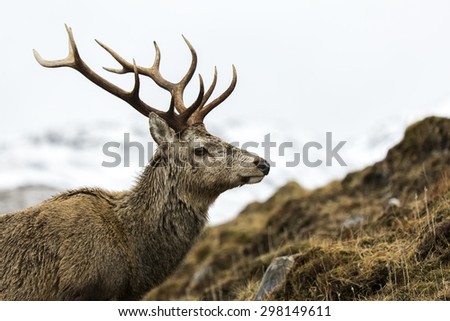 A red deer stag with twelve points on its antlers, known as a royal stag, on a Scottish Highland glen with snow covered mountains in the distance.
