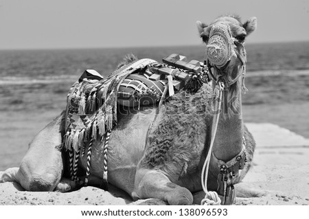 Camel in Black and White