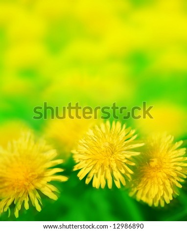 sun dandelion meadow