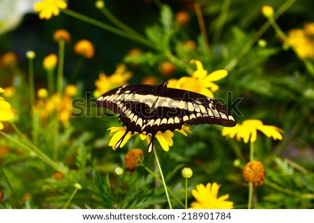 Yellow and black butterfly sits on a yellow flower