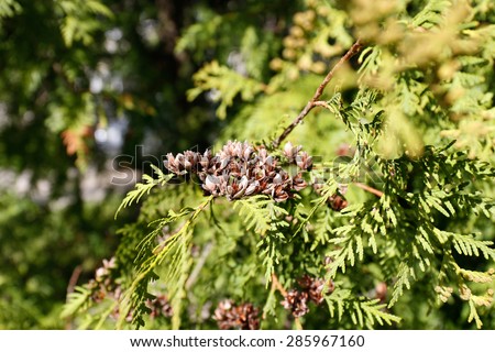 brown tree seeds