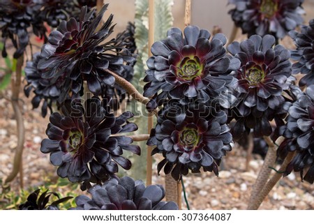 Succulent black plant-cactus
