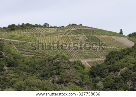 vineyard in the mountains in Germany