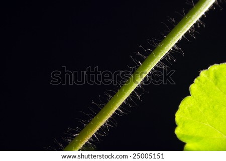 hairsprings on geranium stem and leave isolated on black macro shot