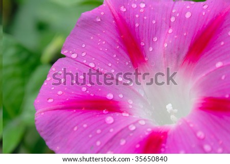 morning star flower closeup with water drops