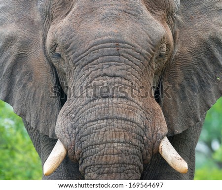 Male elephant close up