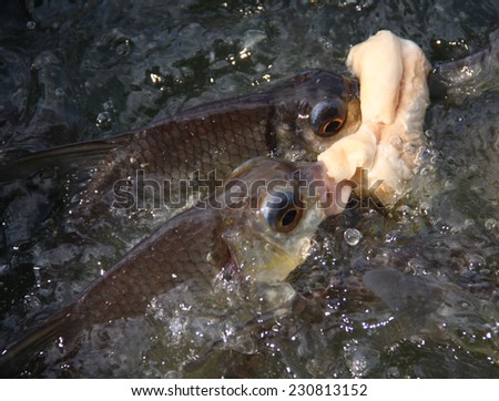fish bite bread in pool