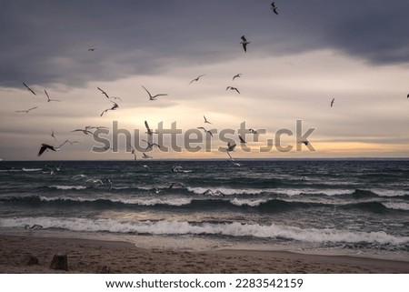Similar – Image, Stock Photo seagulls in the cloudy sky