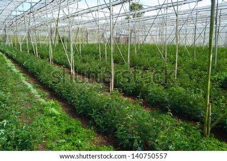 Rose in greenhouse. Flowers plantation in Da Lat. Vietnam