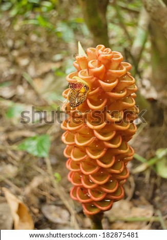 Tropical ginger flower. Taman Negara National Park. Malaysia