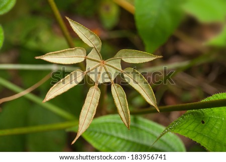 Green leaf. Taman Negara National Park. Malaysia