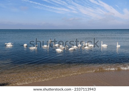 Similar – Image, Stock Photo Flock swans swims in the pond. Wintering of wild birds in the city. Survival of birds, nature care, ecology environment concept, fauna ecosystem