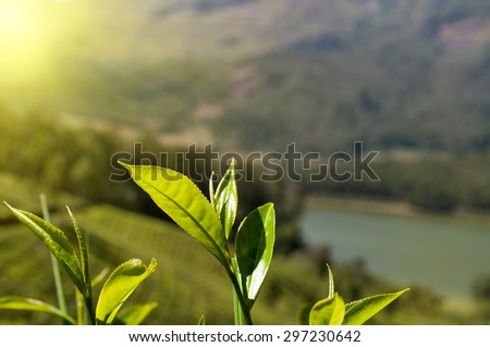 Tea leaves on tea plantation valley background in Munnar. Kerala. India