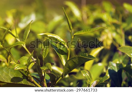 Tea leaves on green background in Munnar. Kerala. India
