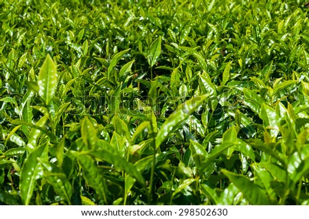 Green Tea leaves in Munnar. Kerala. India. Background texture