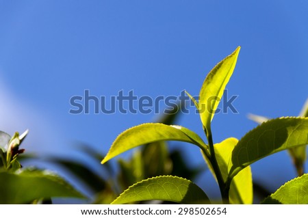 Tea leaves on blue sky background in Munnar. Kerala. India
