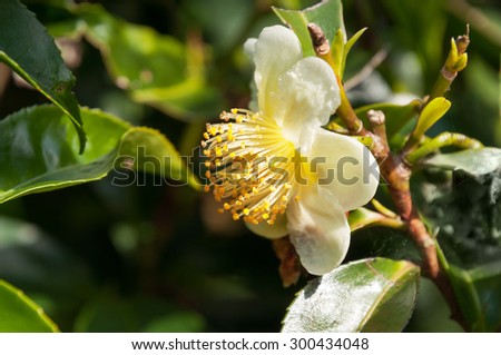 Flower tea, White Camellia sinensis flower on the tea plantation in Munnar. Kerala. India