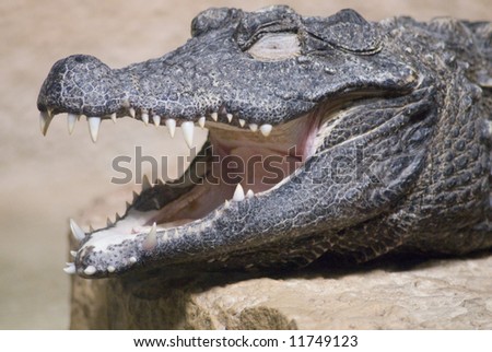 A closeup view of the open mouth of a crocodile