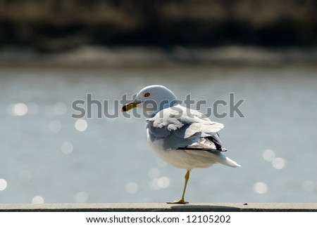 A one legged seagull standing on a ledge in front of a river