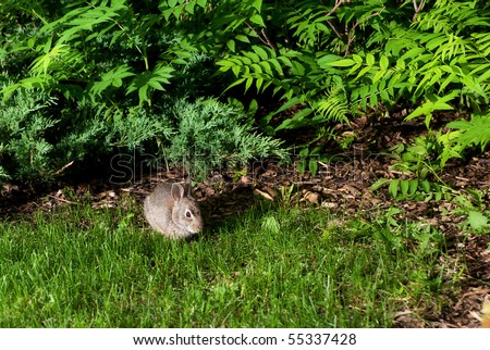 A little rabbit coming out of the bush is lit by an off camera flash