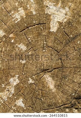 An old and dry serrated tree trunk shows its rings and cracks