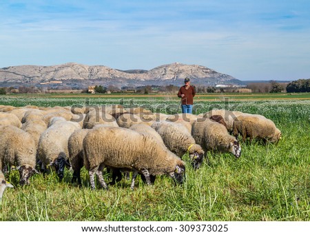 Baix Emporda, Catalonia - February 15, 2014 - Shepherd and flock of sheep in a meadow in front of the mountain of Torroella de Montgri