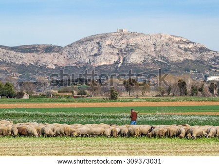 Baix Emporda, Catalonia - February 15, 2014 - Shepherd and flock of sheep in a meadow in front of the mountain of Torroella de Montgri